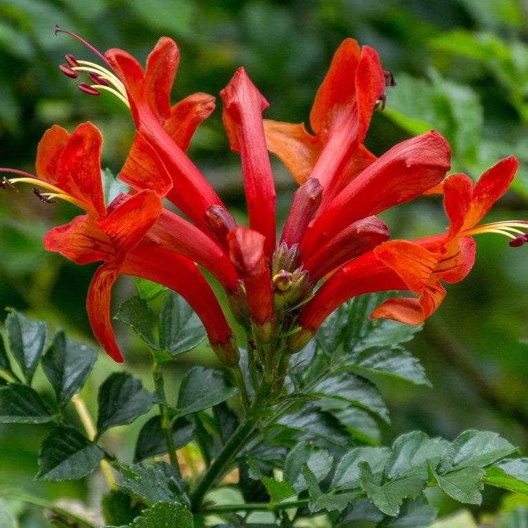 Red Cape Honeysuckle