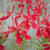 Renanthera Woc