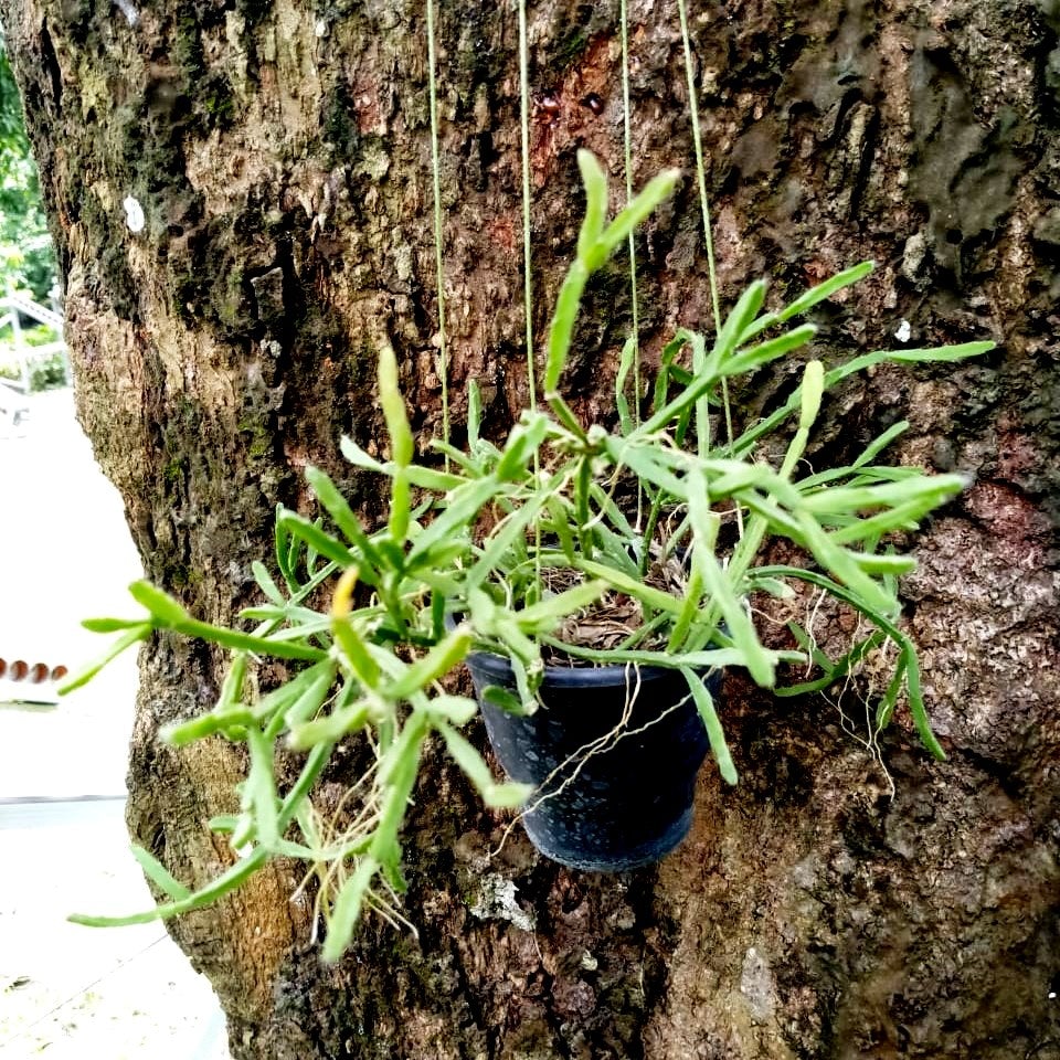 Rhipsalis Sulcata