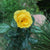 Forever Yellow - Shrub rose