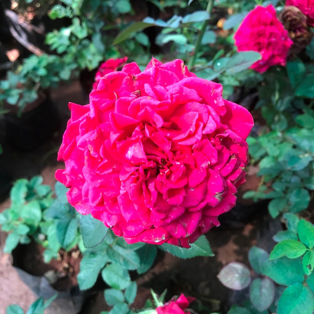 The Dark Lady - Shrub rose