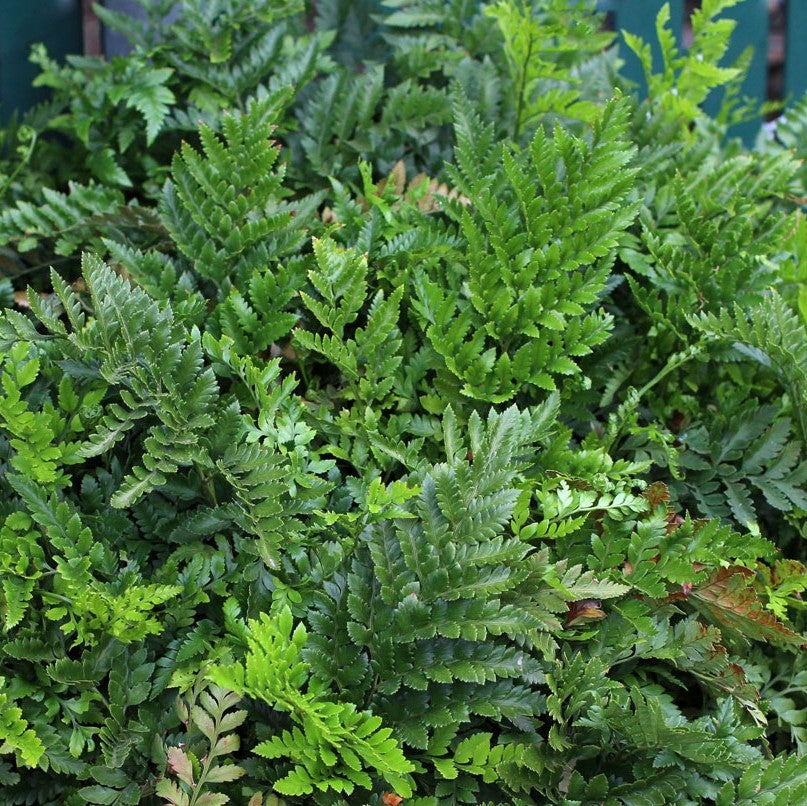 Leatherleaf Fern