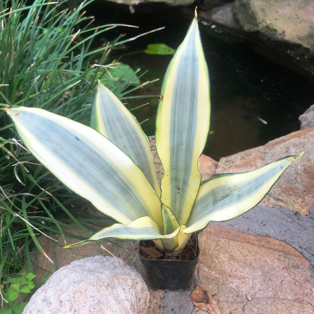 Sansevieria Ghost