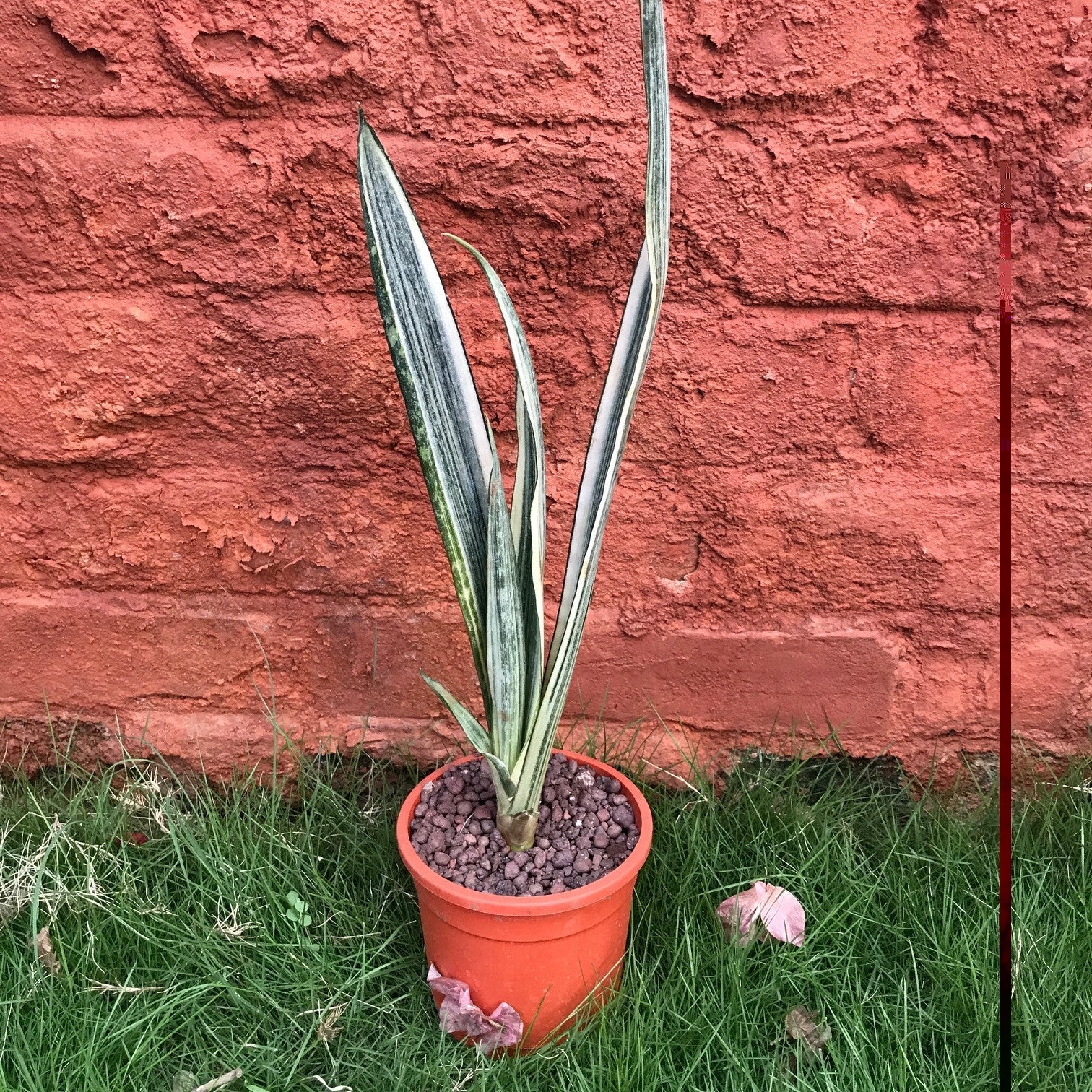 Sansevieria 'Bantel's Sensation' Plants myBageecha - myBageecha