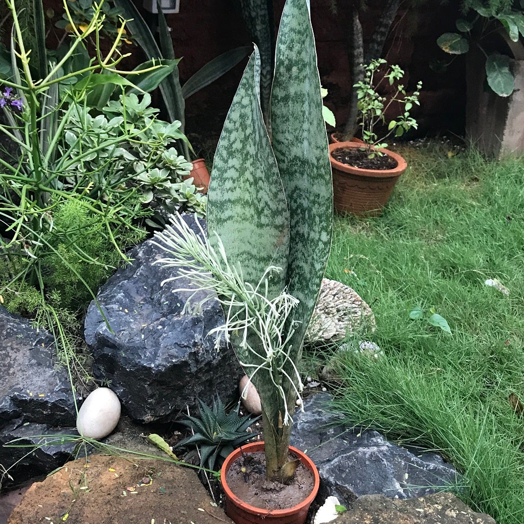 Sansevieria "Kirkii Pulchra"