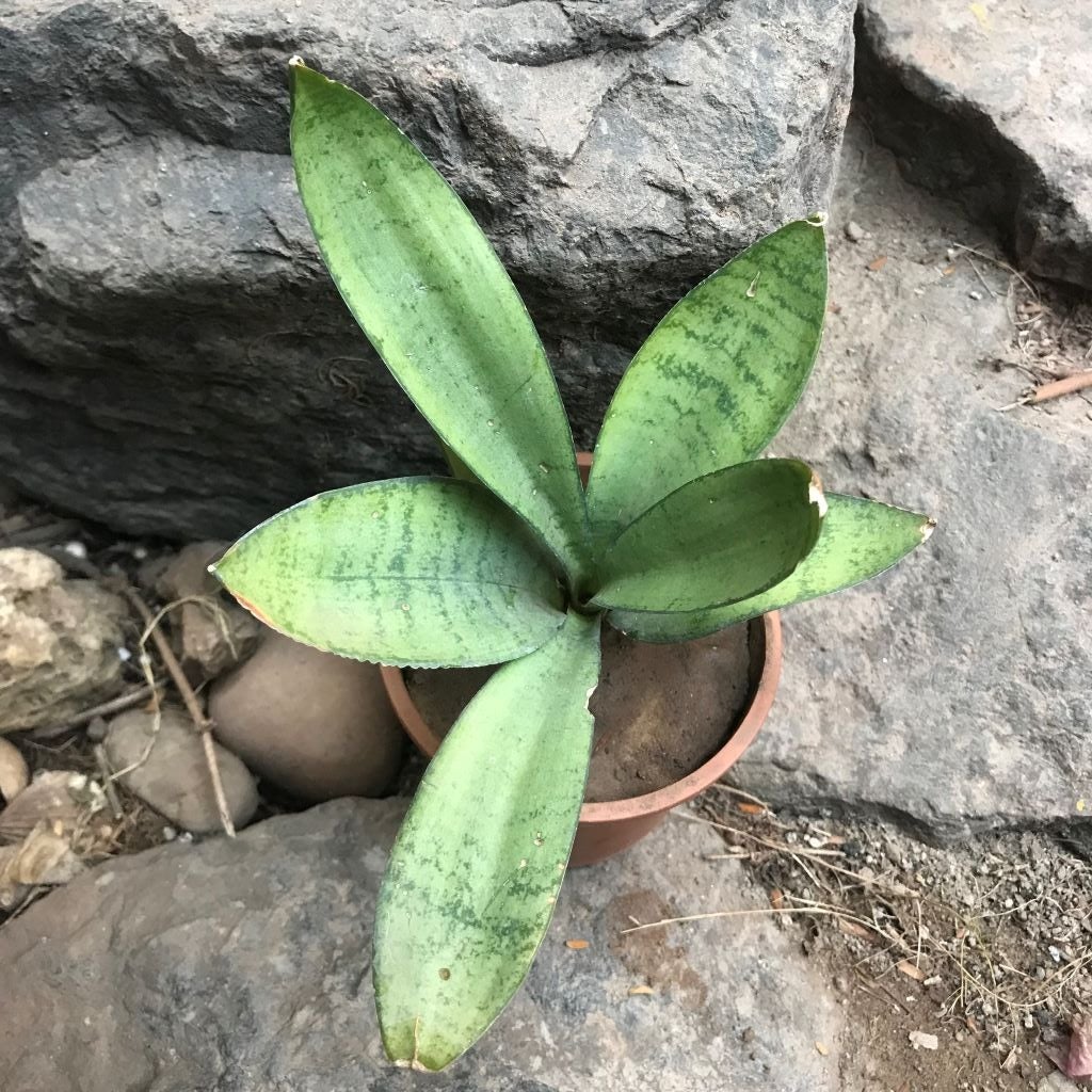 Sansevieria trifasciata 'Silver Hahnii'