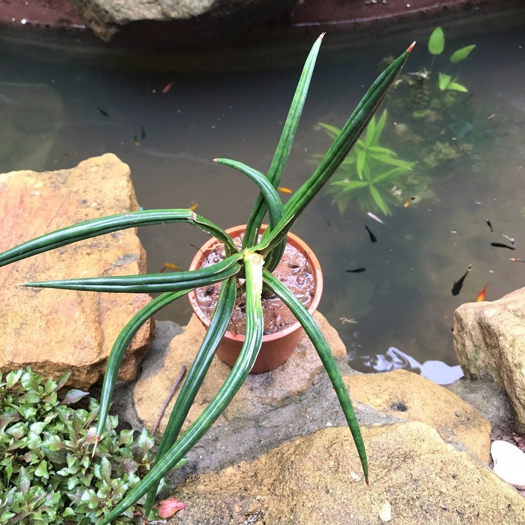 Sansevieria "Ballyi"