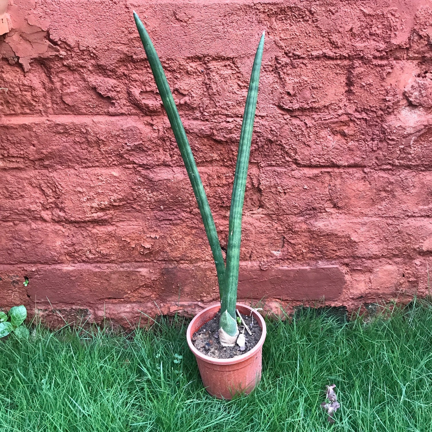 Sansevieria Cylindrica Plants myBageecha - myBageecha