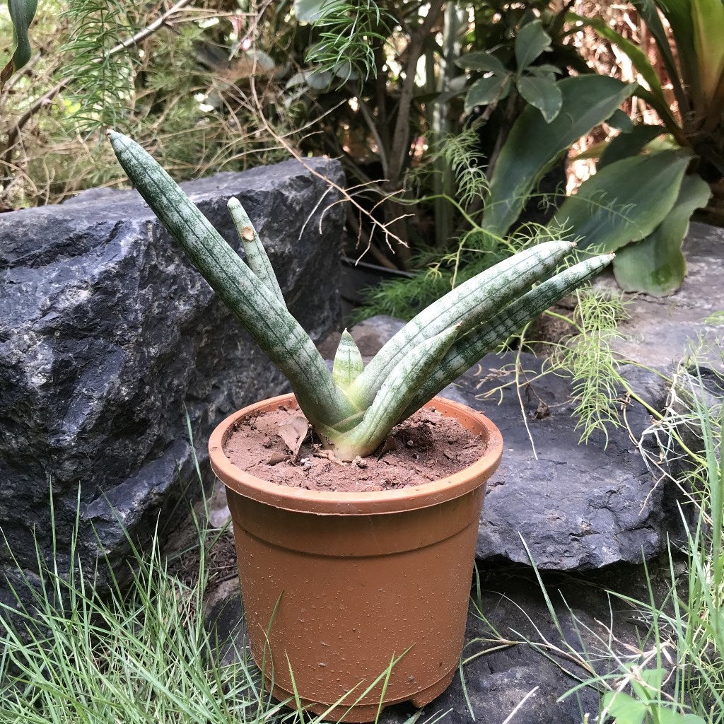 Sansevieria Cylindrica 'Starfish'