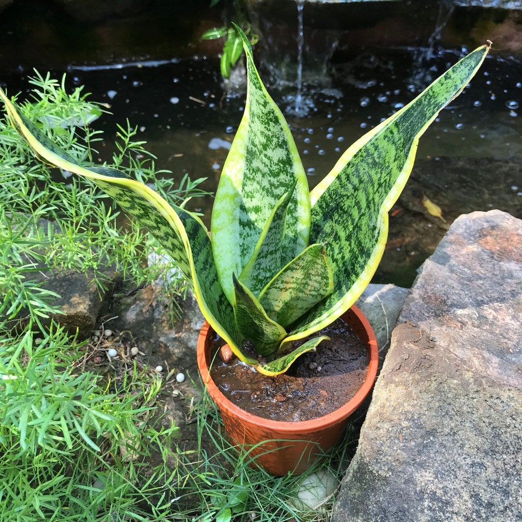 Sansevieria "Futura Superba"