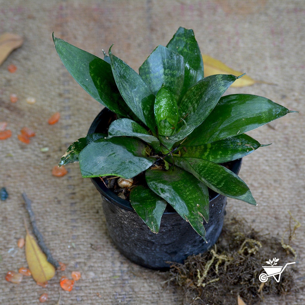 Sansevieria "Hahnii" Plants myBageecha - myBageecha