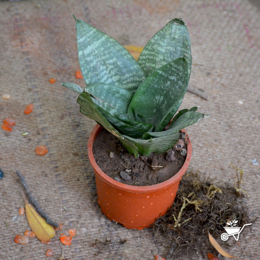 Sansevieria "Hahnii" Varigated Plants myBageecha - myBageecha