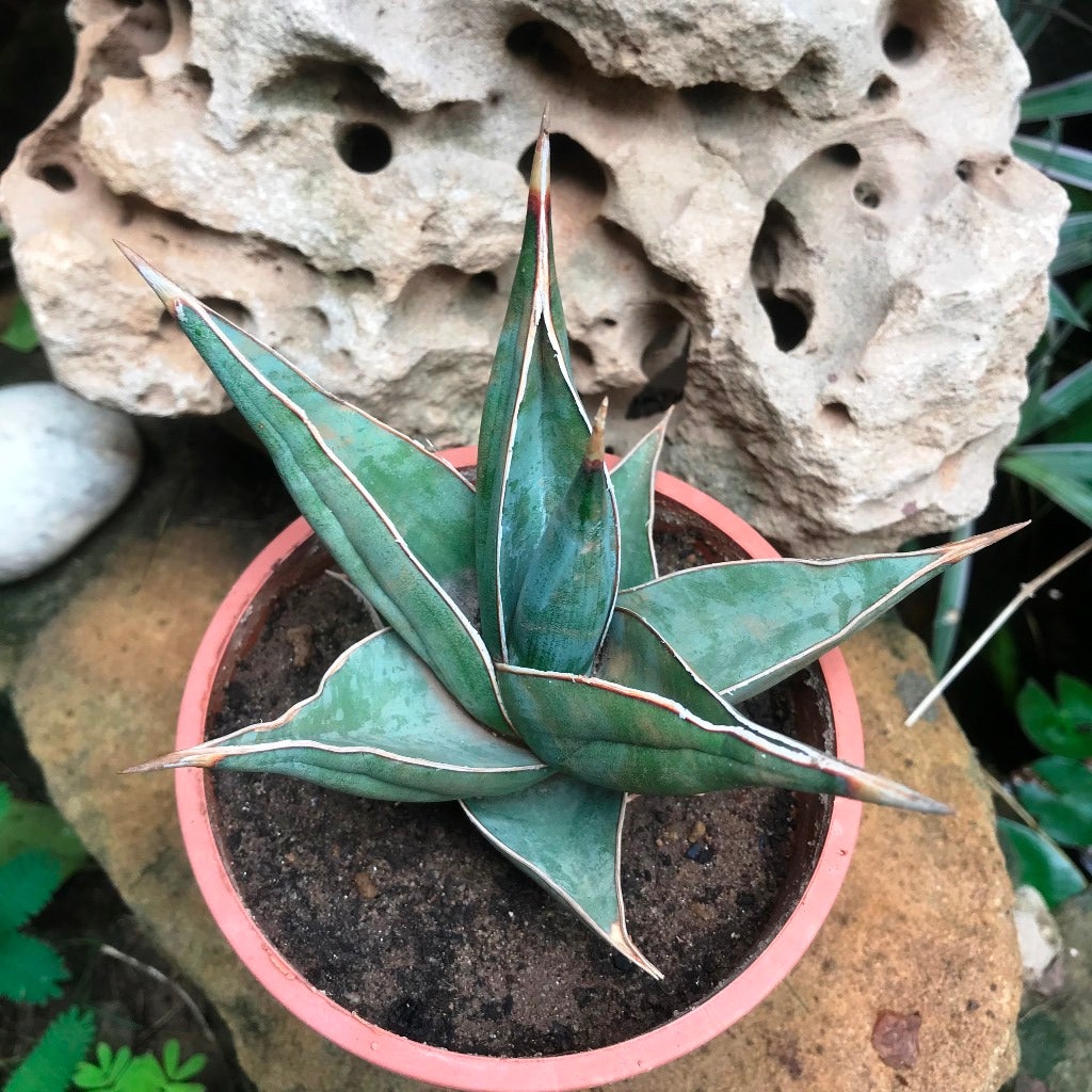 Sansevieria 'Pinguicula'