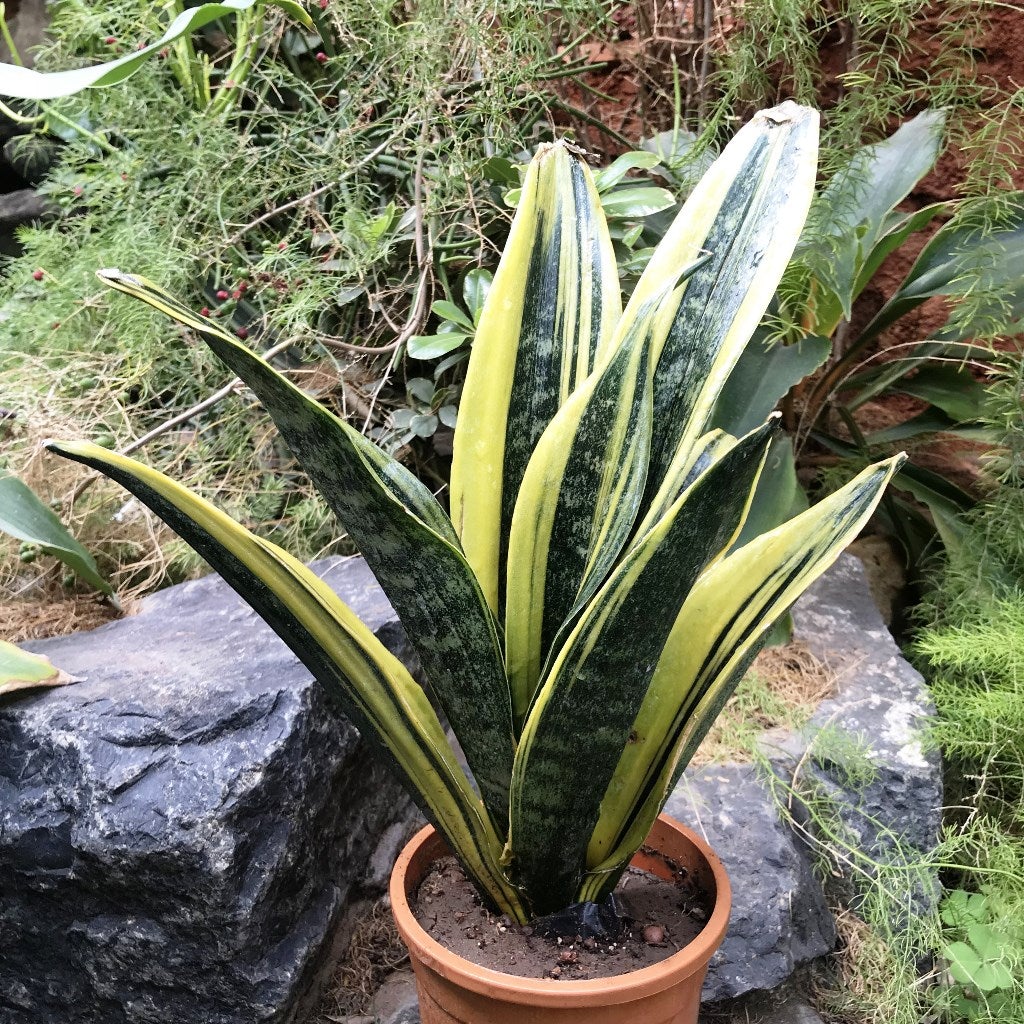 Sansevieria "Gold Flame"