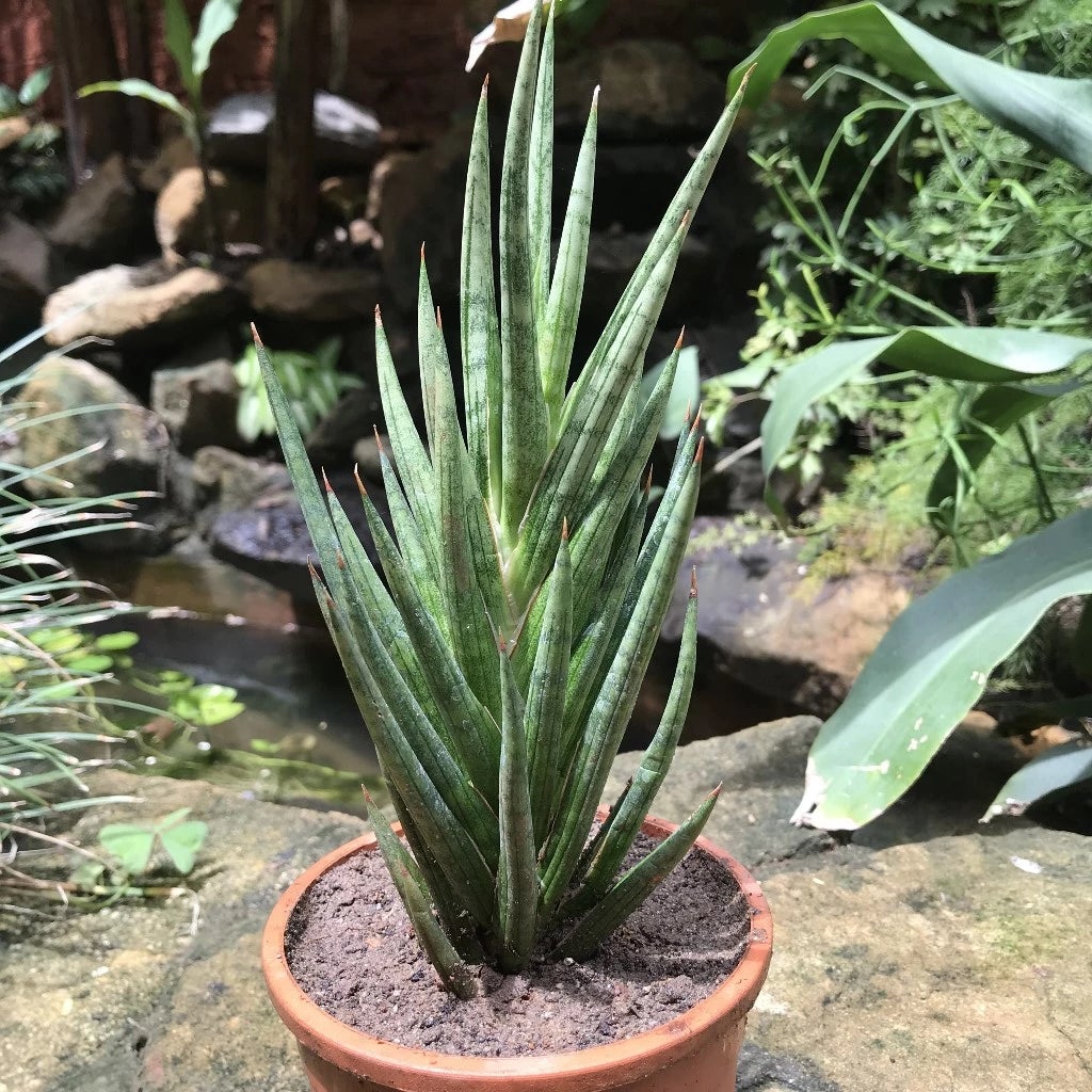 Sansevieria "Francisii"