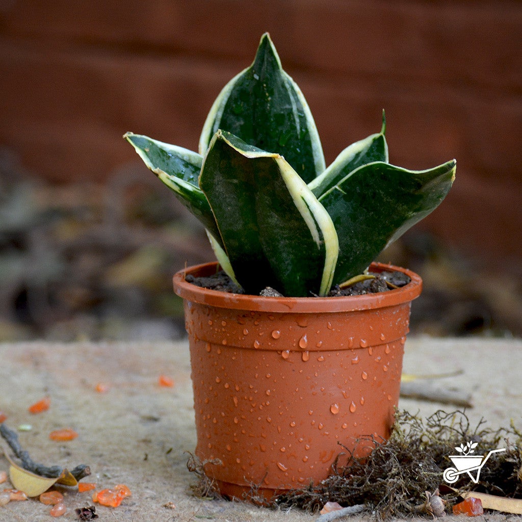 Sansevieria "Black Futura Goldedge" Plants myBageecha - myBageecha