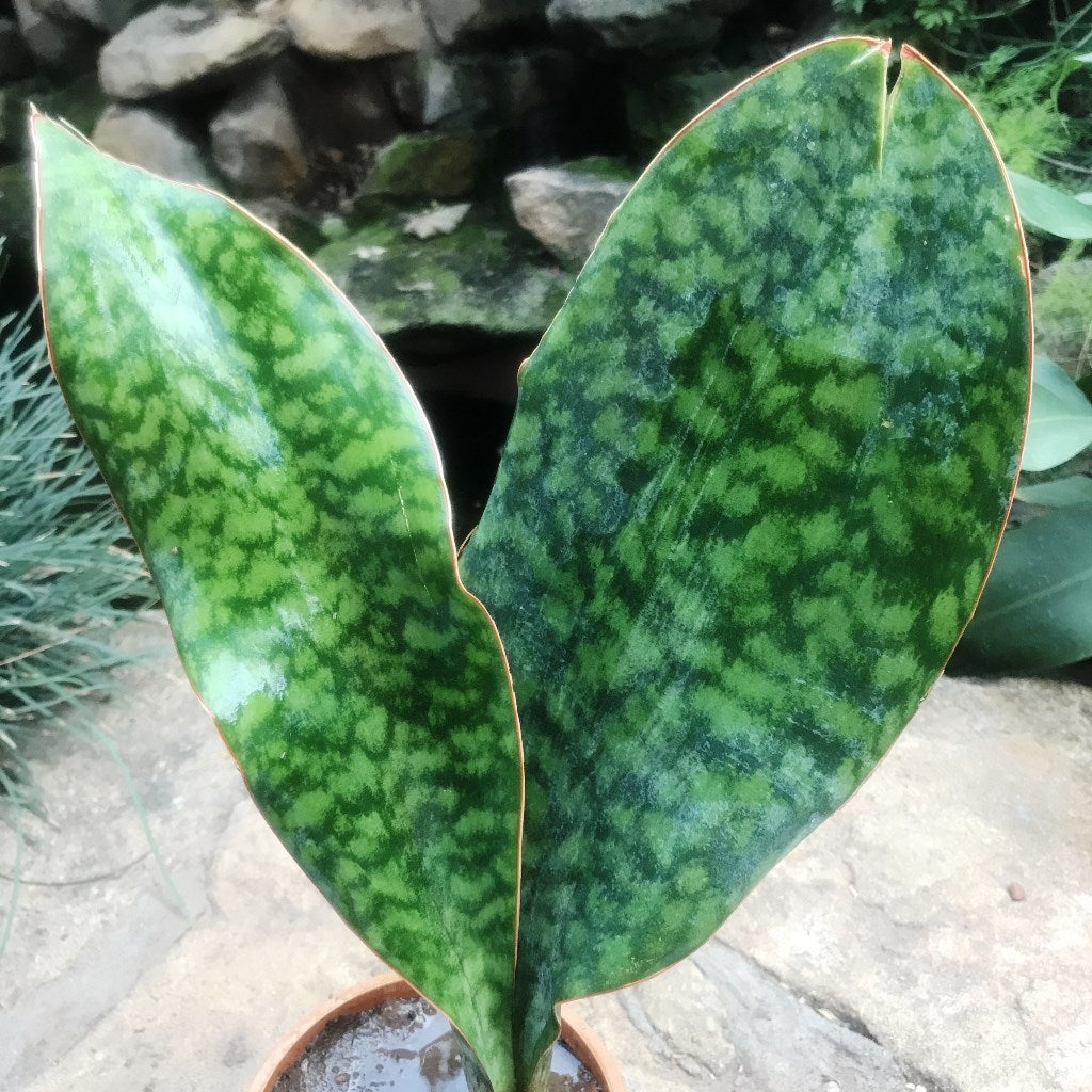 Sansevieria Masoniana