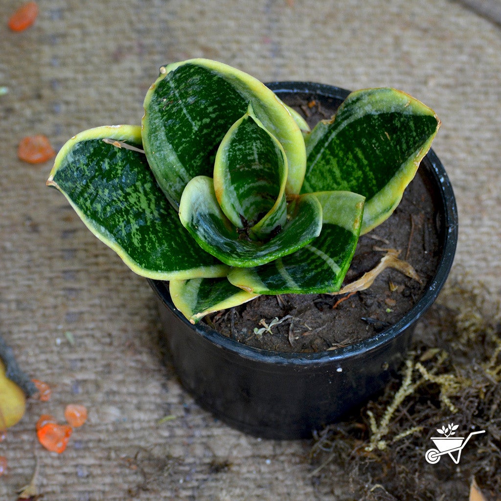 Sansevieria "Futura Twisted Sister" Plants myBageecha - myBageecha