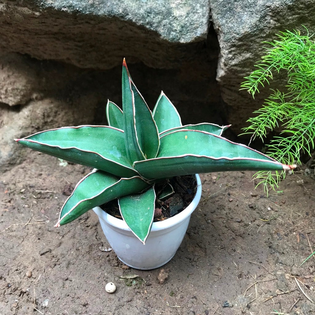 Sansevieria ehrenbergii 'banana'