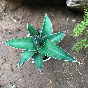 Sansevieria ehrenbergii 'banana'