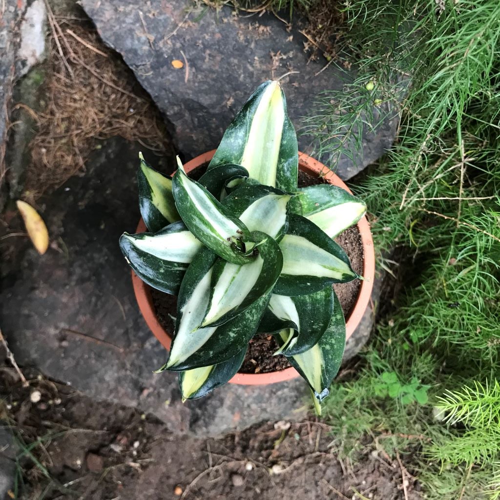 Sansevieria trifasciata Hahnii 'Streaker'