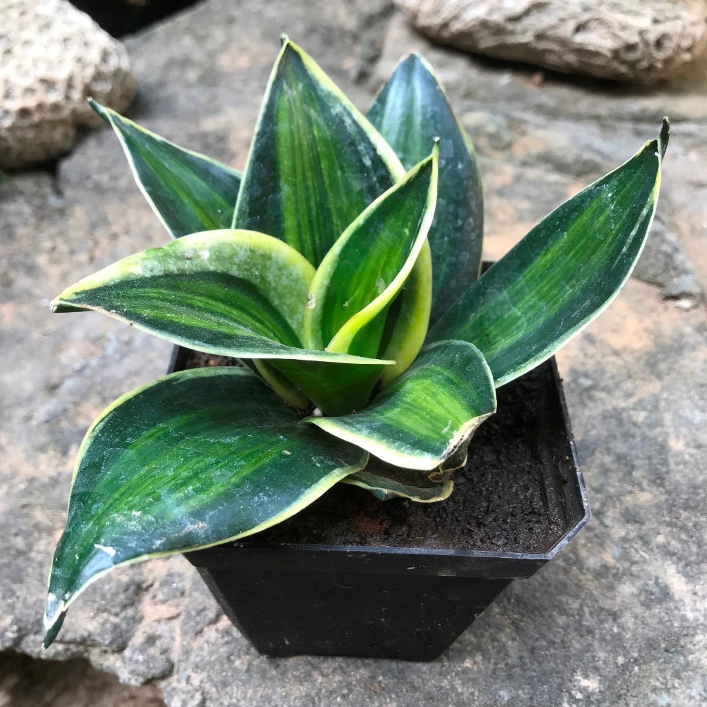 Sansevieria trifasciata ‘Stars and Stripes’