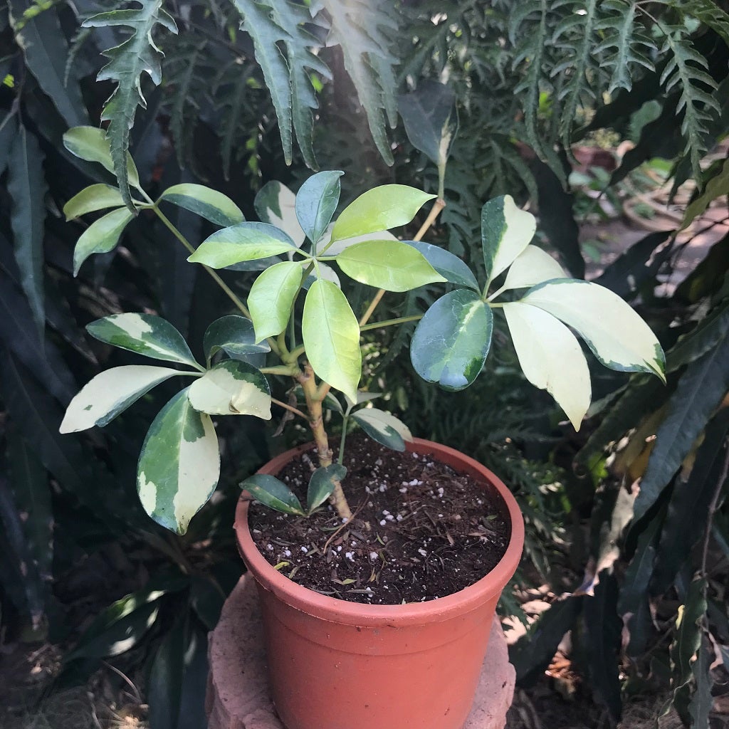 Dwarf Umbrella Tree 'Janine'