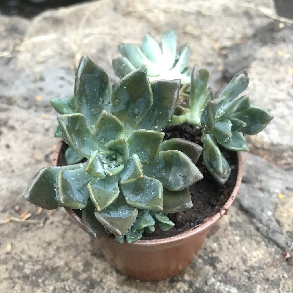 Sedeveria 'Blue Mist'