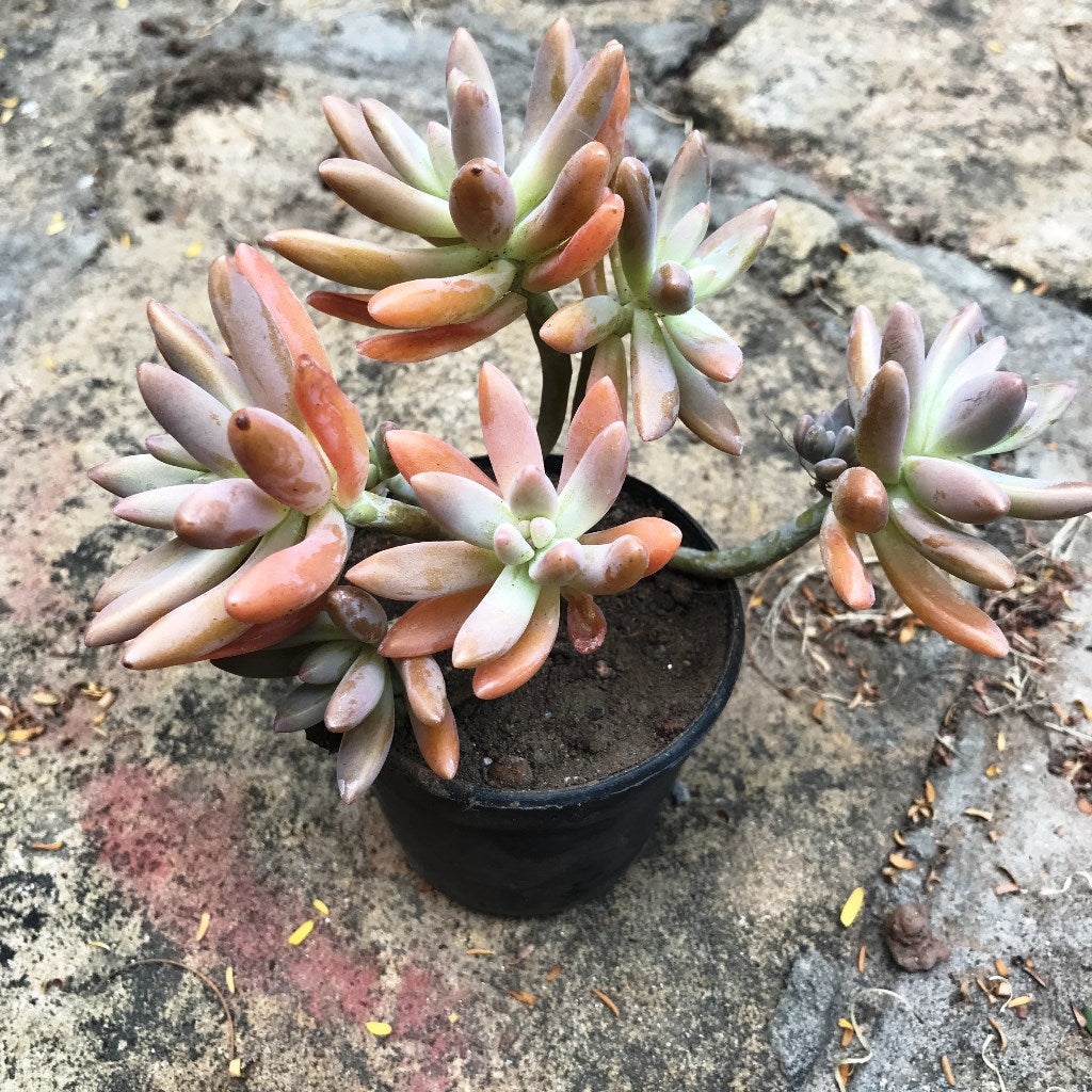 Sedeveria Pat's Pink