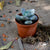 Sedeveria 'Blue Giant' Plants myBageecha - myBageecha