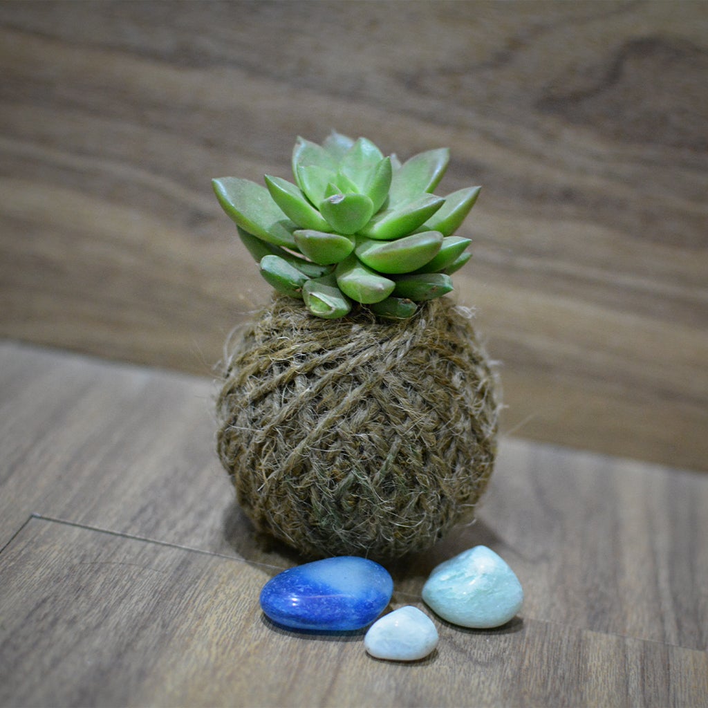 Kokedama Moss Balls - Sedum