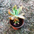Sedum Adolphii Plants myBageecha - myBageecha