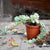 Sedum Burrito Plants myBageecha - myBageecha