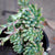 Sedum Rubrotinctum 'Aurora' Plants myBageecha - myBageecha
