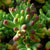 Sedum Pachyphyllum Plants myBageecha - myBageecha