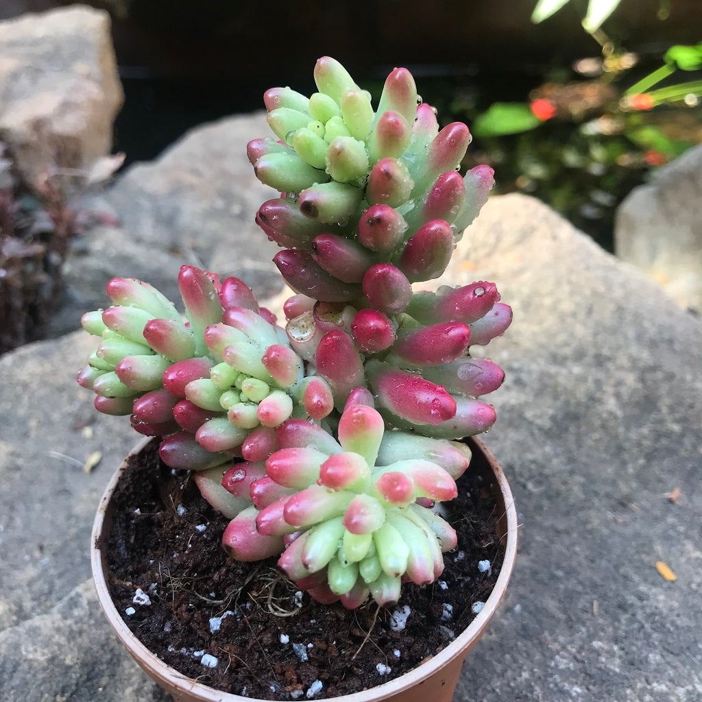 Sedum Rubrotinctum Aurora - Pink Jelly Beans