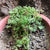 Seleginella kraussiana Brownii - Clubmoss Fern Plants myBageecha - myBageecha