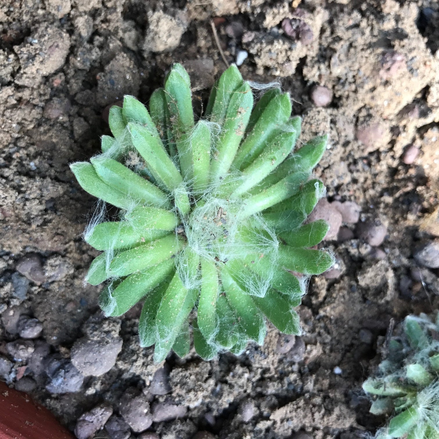 Sempervivum arachnoideum - Cobweb Houseleek Plants myBageecha - myBageecha