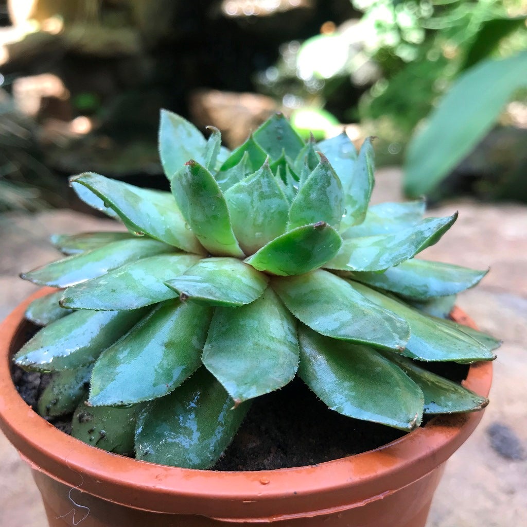 Sempervivum tectorum-Common Houseleek