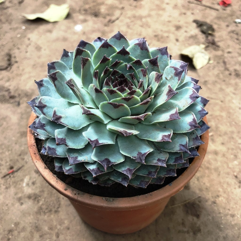 Sempervivum Calcareum - Houseleek