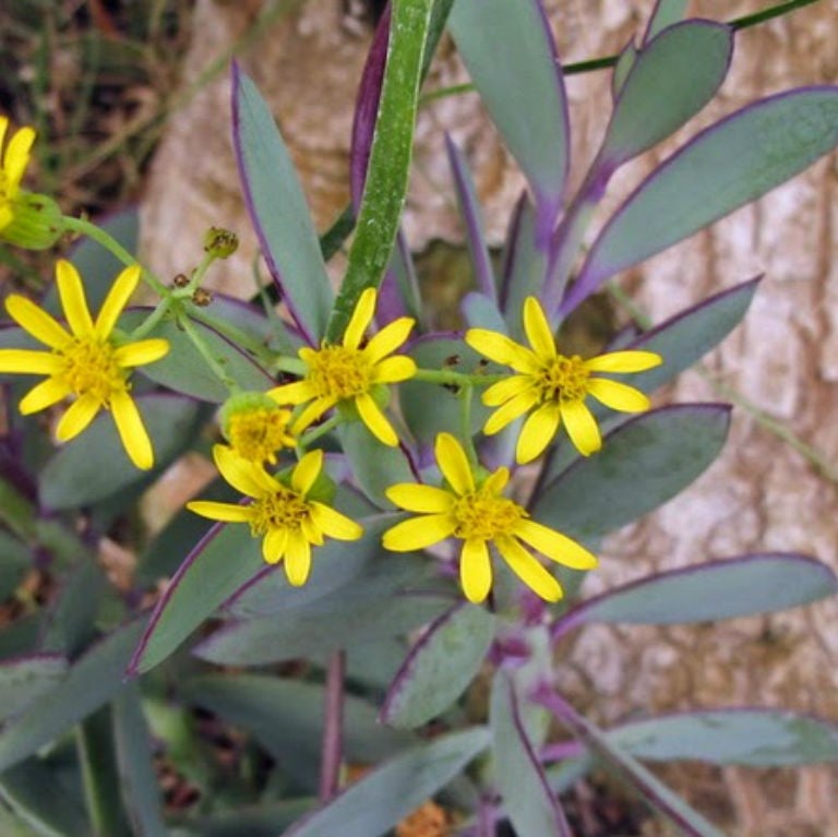 Senecio Crassissimus