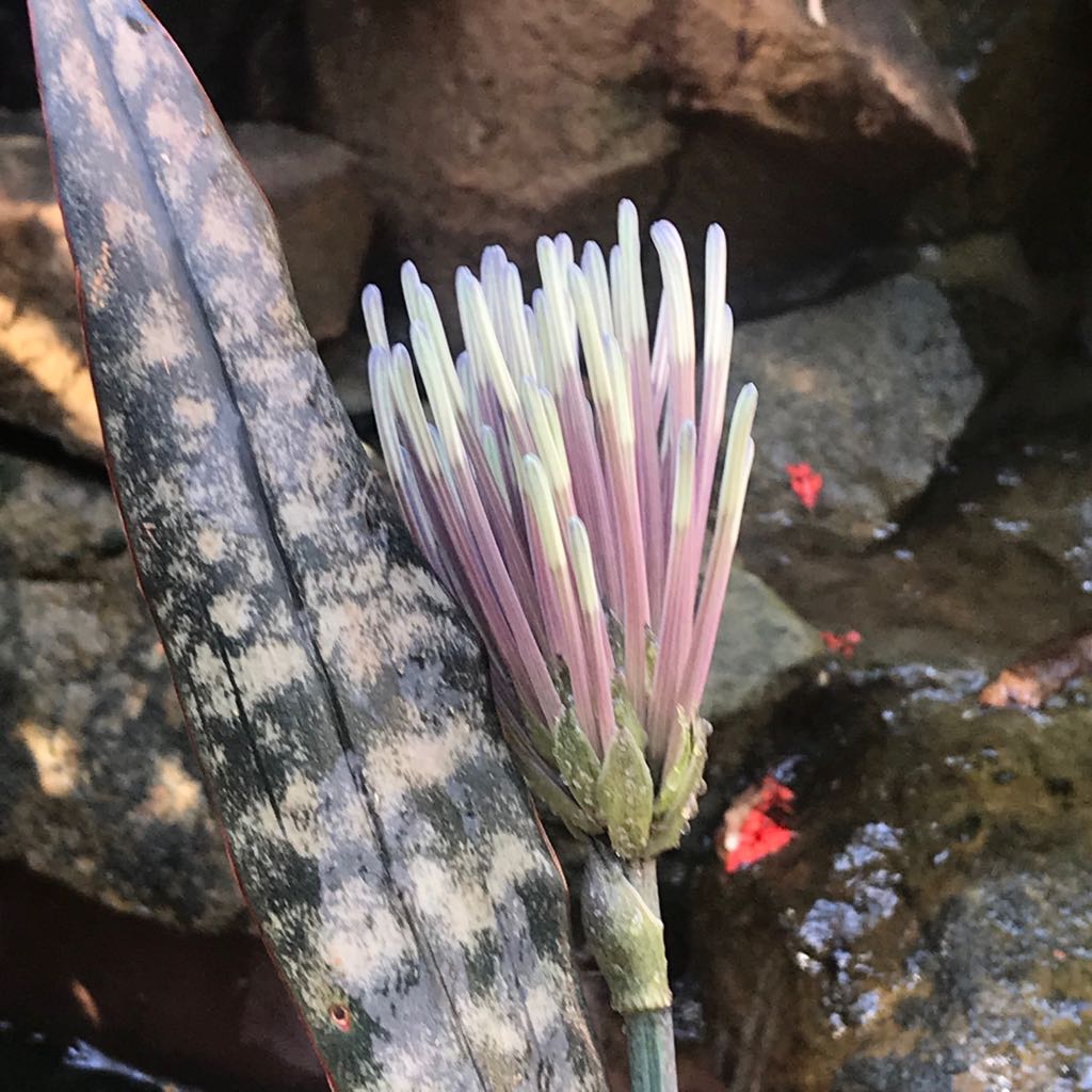 Sansevieria "Kirkii Coppertone"