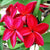 Plumeria Siam Red