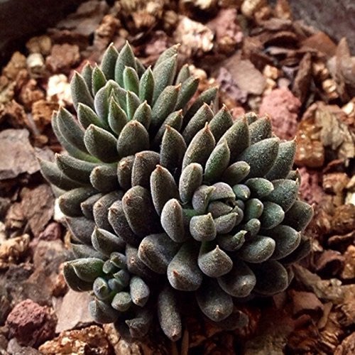 Sinocrassula Yunnanensis Plants myBageecha - myBageecha