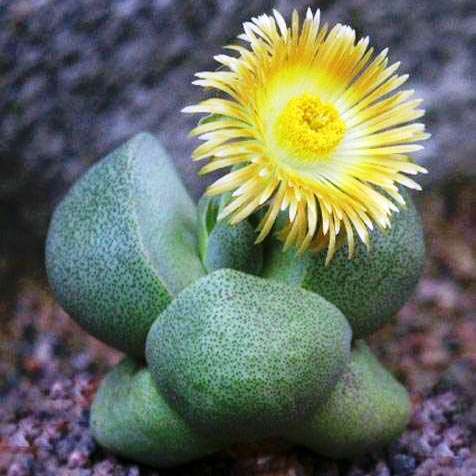 Pleiospilos Nelii Schwantes Split Rock