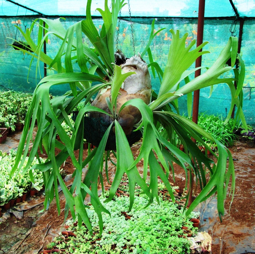 Platycerium Superbum-Staghorn Fern