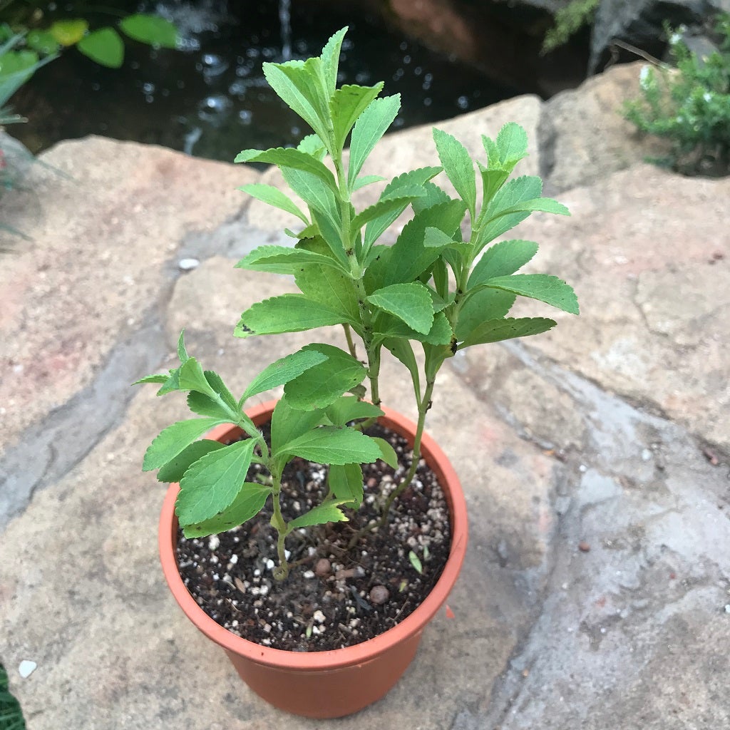Stevia Rebaudiana Bertoni