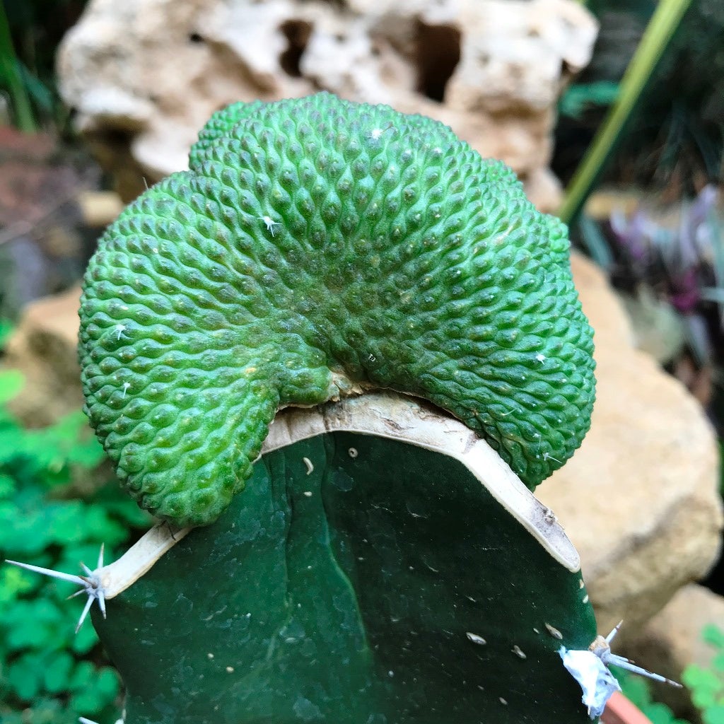 Sulcorebutia Cristata