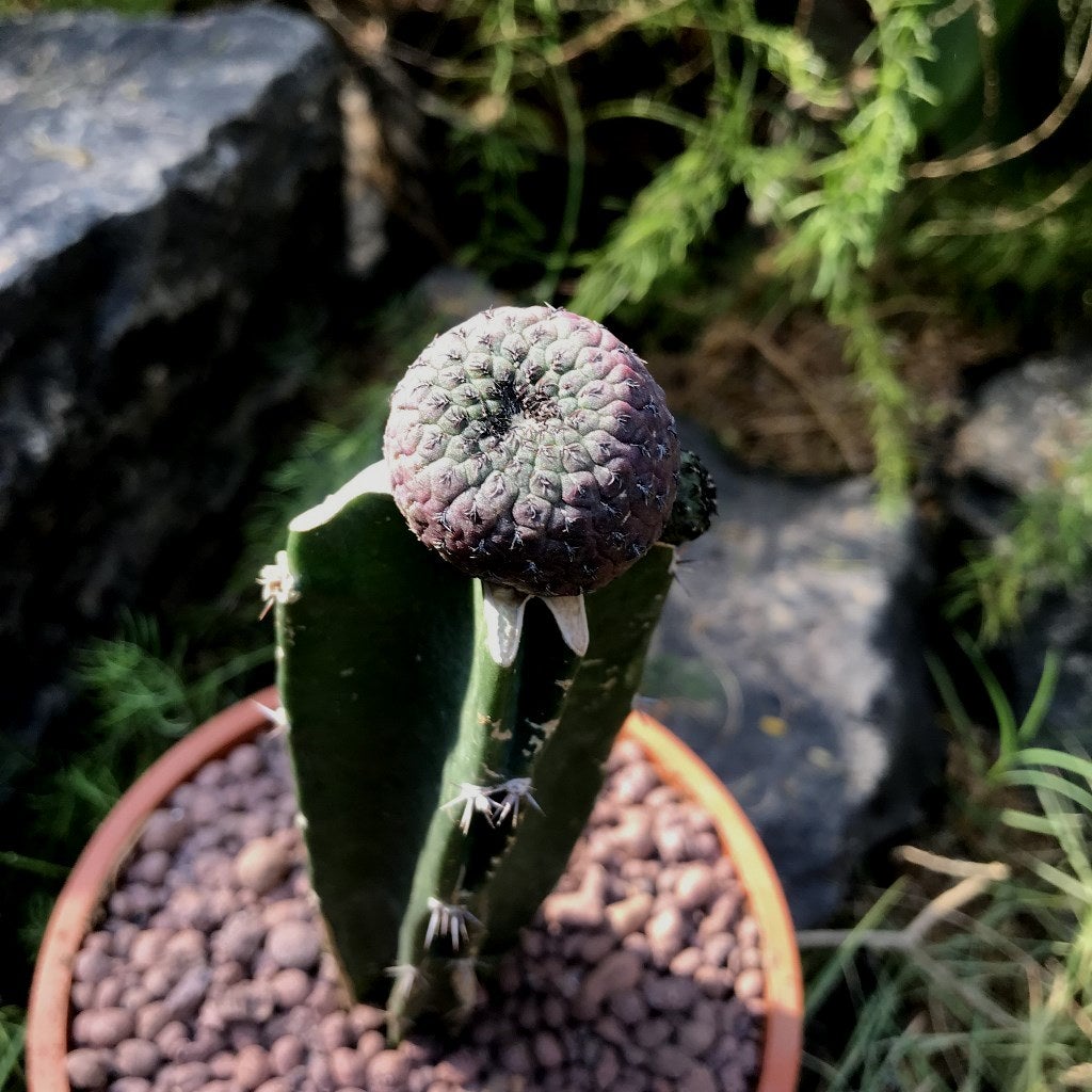 Sulcorebutia rauschii f. violacidermis