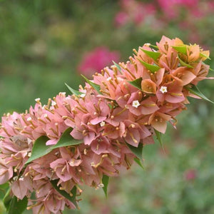 Bougainvillea 'Sunvillea Pink Dwarf'